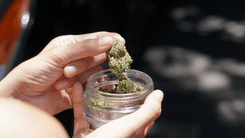 No Canadá: por que tanta gente está fumando mais e mais cannabis