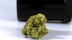 Mesmo com apoio do judiciário, senado de Dakota do Norte (EUA) barra descriminalização da maconha
