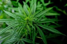Por que precisamos falar mais sobre o CBG? 