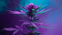 Cannabis rica em CBG passa por avaliação inédita na CTNBio