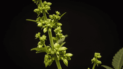 Cogollo Macho: o que fazer para proteger as plantas fêmeas dos machos? 