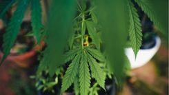 Resíduos da cannabis: oportunidade sustentável ou limbo jurídico?