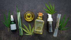 Marrocos autoriza 67 produtos à base de cannabis e aposta em exportações médicas