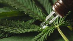 Agenda Regulatória 2026 - 2027 da Anvisa abre espaço para sugestões da sociedade, inclusive sobre cannabis
