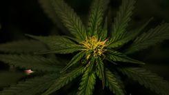 Cannabis e psicodélicos são destaque em pedidos por mudanças na Política de Drogas