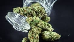 Validade da cannabis: importância do armazenamento nas propriedades terapêuticas