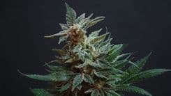 IM Cannabis avalia venda de ativos na Alemanha e Israel para focar nos EUA