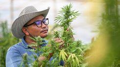 Variedade macho e fêmea: diferenças e o impacto no cultivo