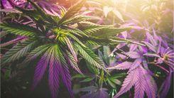 UFSC sedia 1º FloriCannabis ConexõeS e promove debate sobre cannabis medicinal no Brasil