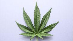 UNESCO inclui cannabis na pauta da Conferência Mundial de Cultura