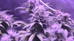 Carolina do Norte e Idaho apresentam projetos de lei para legalizar o uso medicinal da cannabis