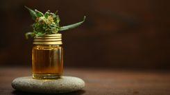 Mercado de Cannabis Medicinal no Brasil pode atingir R$ 15 bilhões com nova regulamentação da Anvisa