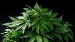 Canopy Growth anuncia aquisição da MTL Cannabis em transação de US$ 179 milhões