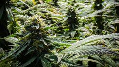 Potência da cannabis pode variar mesmo em cultivares idênticas, aponta pesquisa