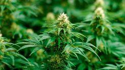 Governo pede adiamento de regulamentação do cultivo de cannabis para setembro de 2025