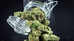Cannabis legal na Alemanha reduz mercado ilícito em quase 90%