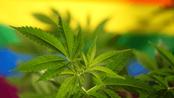 Governo Trump cancela financiamento de US$699 mil para estudo sobre uso de cannabis entre pessoas LGBTQIA+