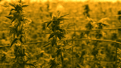 Cannabis medicinal: entenda o que é, para que serve e as regras no Brasil