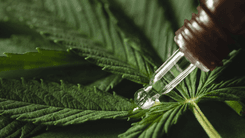 Três em cada dez pacientes de cannabis medicinal em Maringá têm gasto mensal acima de R$ 500, mostra estudo