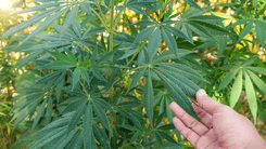 Associação de SC conquista habeas corpus coletivo e fortalece cannabis medicinal no Brasil