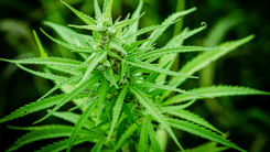  Estudo revela alívio com cannabis em casos graves de epilepsia