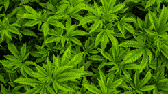  Overdose de cannabis é possível? 
