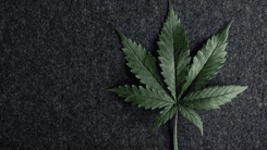 Lei que encerra o shutdown pode alterar a indústria de cânhamo nos EUA