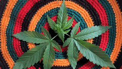 Homens preferem fumar, mulheres escolhem comestíveis e loções: o que um novo estudo diz sobre o uso da cannabis