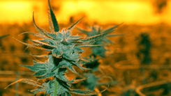 Tecnologia da cannabis deve quadriplicar até 2030, aponta relatório