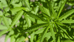 Afinal, a cannabis é psicodélica? 