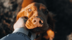 Professor da Unesp em Botucatu lidera pesquisa sobre cannabis medicinal para animais