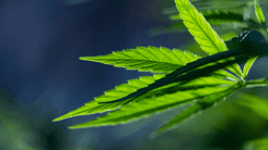 Pesquisa aponta que CBD pode atuar contra o crescimento de células tumorais