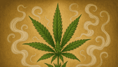 A ciência por trás dos perfumes da maconha
