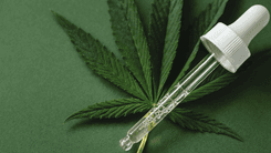 Europa pode aprovar primeiro remédio de cannabis de planta completa