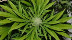 Cannabis medicinal no tratamento da fibromialgia: evidências clínicas e avanço no acesso ao canabidiol