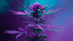 Cannabis medicinal mostra potencial no alívio da insônia, dizem estudos