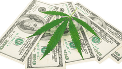 Mudança no status da cannabis nos EUA abre novas oportunidades para negócios