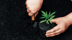  Como a cannabis pode recuperar terras degradadas e apoiar o futuro sustentável