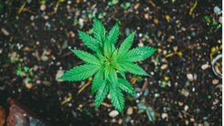 Cannabis e solo: o papel da planta na regeneração ambiental e no desenvolvimento sustentável