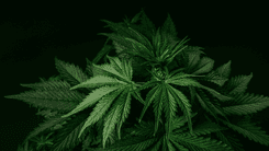 Seminários no Oeste catarinense reforçam discussões sobre uso medicinal da cannabis