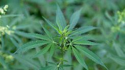 Cannabis ruderalis: origem, efeitos e benefícios da subespécie menos conhecida
