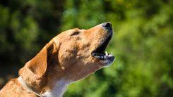 Estudo da UNILA sobre cannabis veterinária será publicado em revista internacional