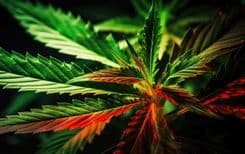 How Cannabis Strains Shape Medicine