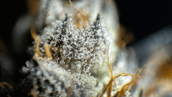 The Plant's Perfume: Scientists Decipher the Olfactory Voice of Cannabis