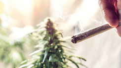 Exalar cheiro de cannabis pode virar problema nos EUA: Senado do Arizona aprova medidas sobre odor e fumaça