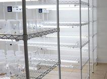Laboratório da UFLA é o único do País com certificação para projetos in vitro de Cannabis medicinal geneticamente modificada