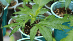 Após 20 anos, Paranaense conquista direito de plantar cannabis para tratar ansiedade