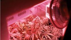 7 tecnologias que estão revolucionando o cultivo de cannabis nos EUA
