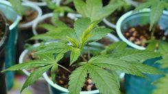Cultivo doméstico de cannabis para fins medicinais é autorizado pelo STJ para estudante com TDAH e transtornos de ansiedade