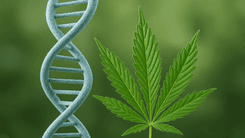 O novo mapa genético da cannabis e os caminhos para o futuro